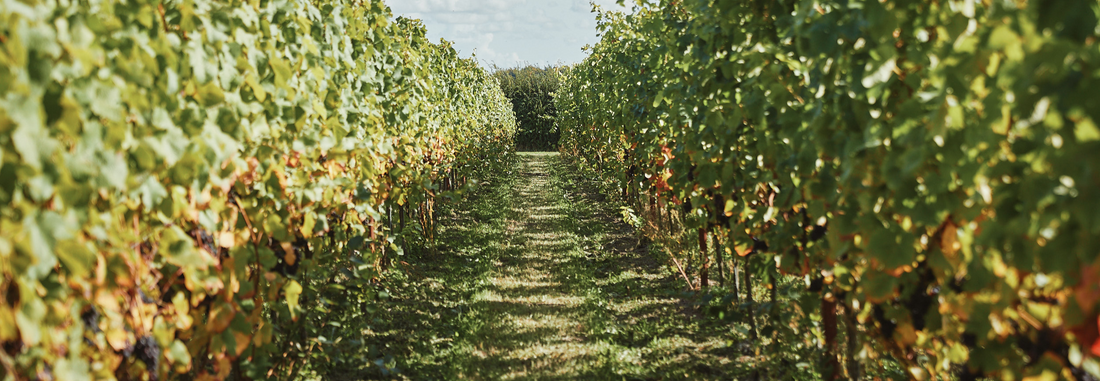 We Made an English Sparkling Rosé (And We Think You're Going to Love It)