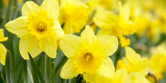 ENGLAND IN BLOOM