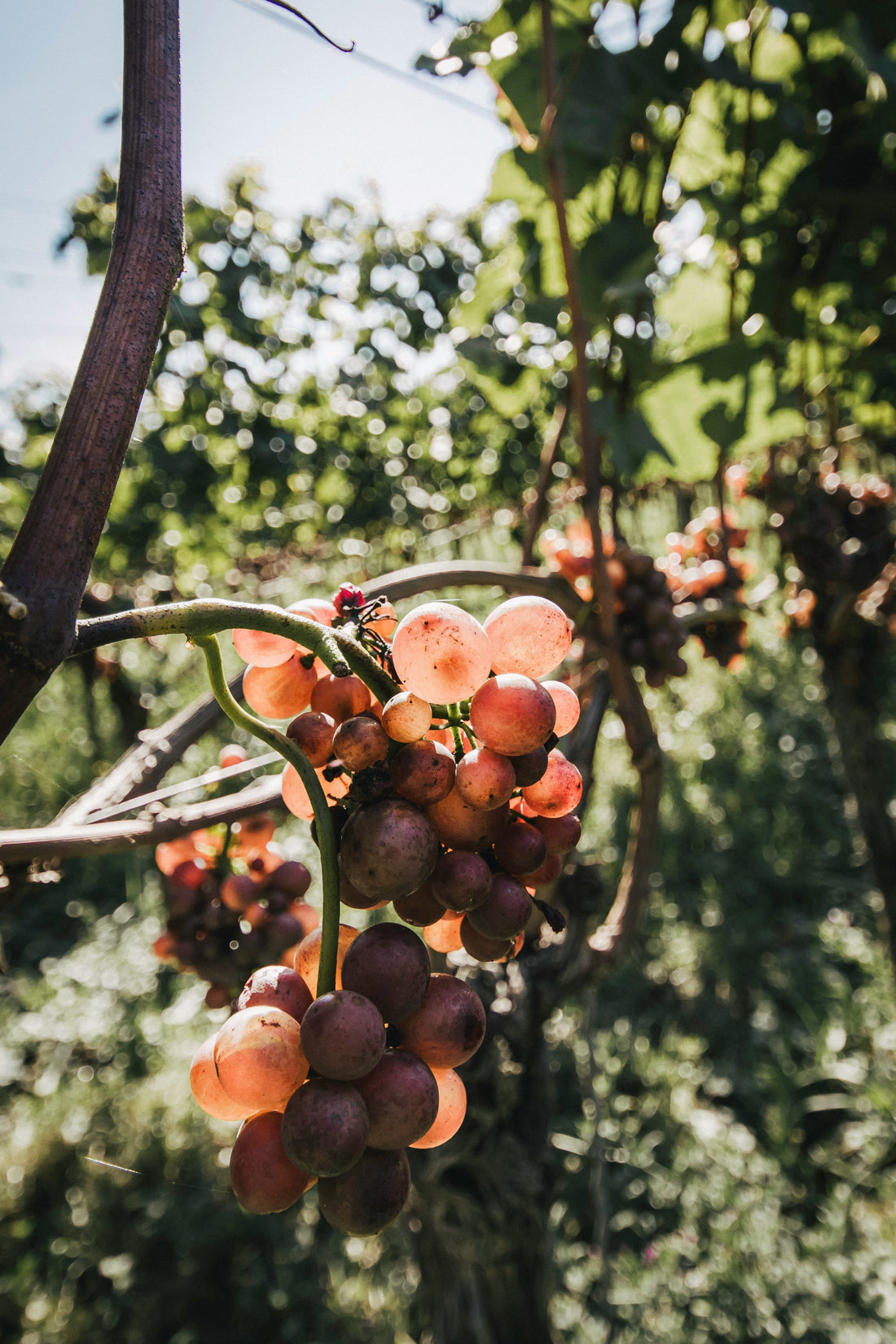 Why Rosé Rules Autumn
